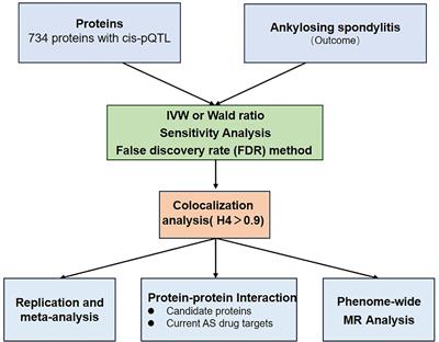 Investigating potential novel therapeutic targets and biomarkers for ankylosing spondylitis using plasma protein screening